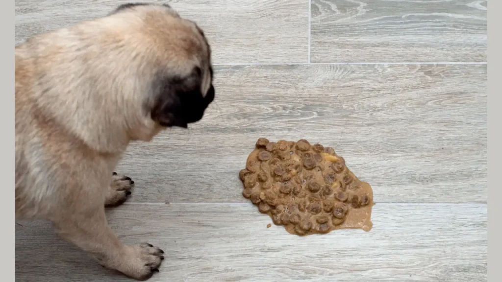 Dog Throwing Up Undigested Food Hours Later